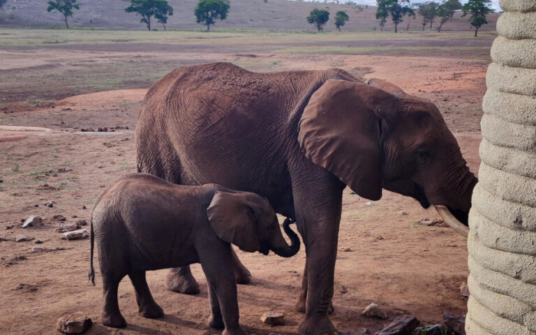 Un touriste piétiné à mort dans un Parc par des éléphants en Afrique du Sud 