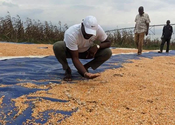 Lake Agricole : vers une agriculture moderne et durable au Togo grâce à des récoltes records de maïs