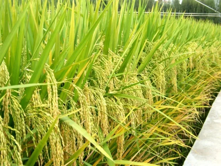 Développement de la production rizicole et du maraîchage