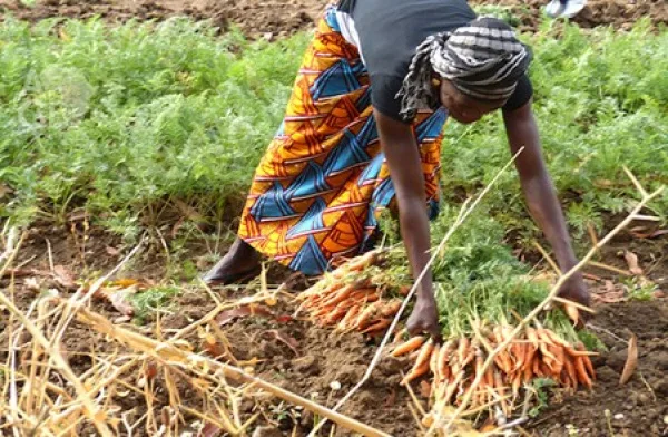 Togo : Pour une agriculture plus résiliente, le ministère de l’Agriculture consulte les acteurs du secteur