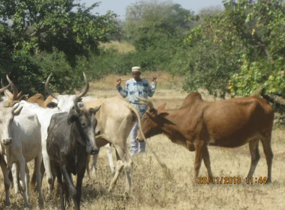 Togo : Lancement de la deuxième phase du programme MOPSS pour une mobilité pastorale pacifiée