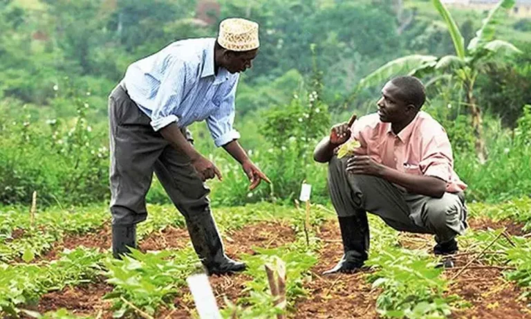 Agriculture au Togo : Le programme PROMAT pour une modernisation durable