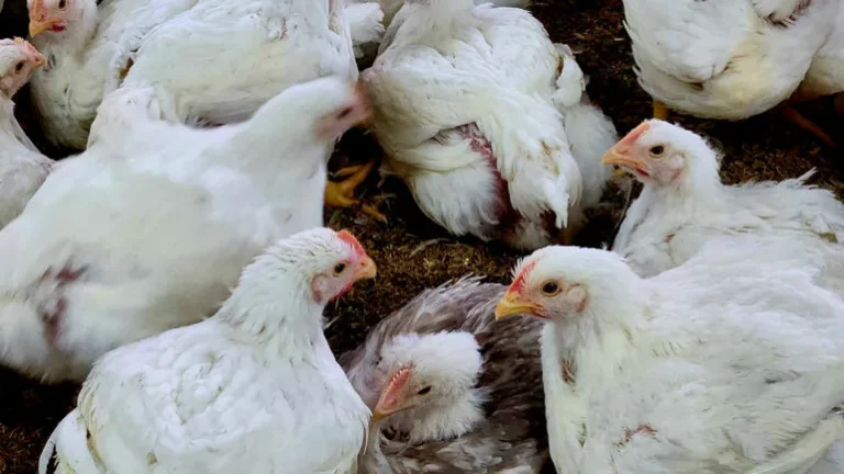 TOGO : Détection de foyers de grippe aviaire dans les préfectures de Sotouboua, Vo et Tchaoudjo