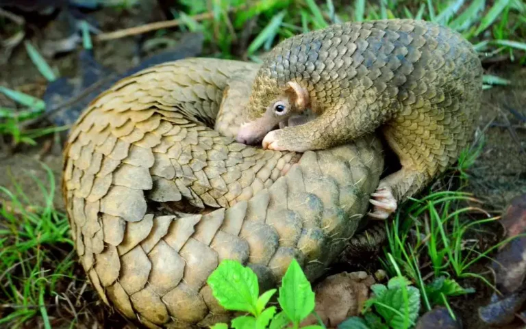 Pangolins : victimes silencieuses du trafic mondial et de la surconsommation