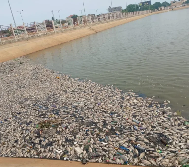Mort massive de poissons à Todman : le gouvernement appelle à la vigilance sanitaire