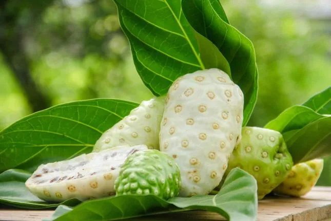 Le noni : un superfruit tropical entre bienfaits traditionnels et précautions modernes
