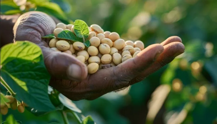 Togo : cap sur 500 000 tonnes de soja pour la campagne 2025-2026