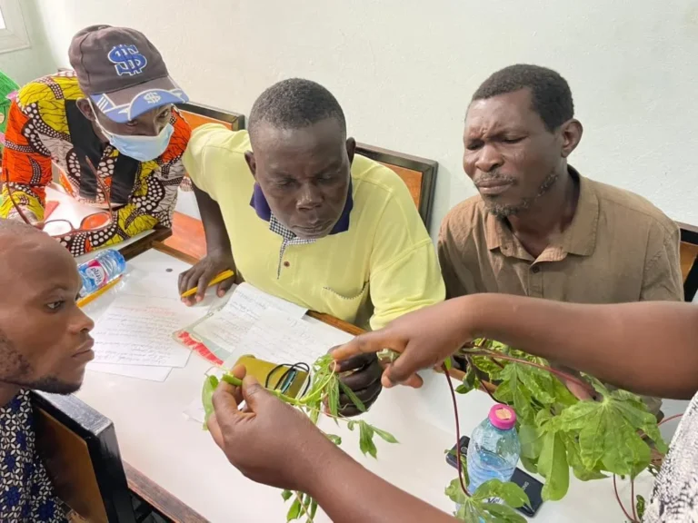 Atakpamé : les producteurs de manioc améliorent leurs pratiques culturales avec FSRP
