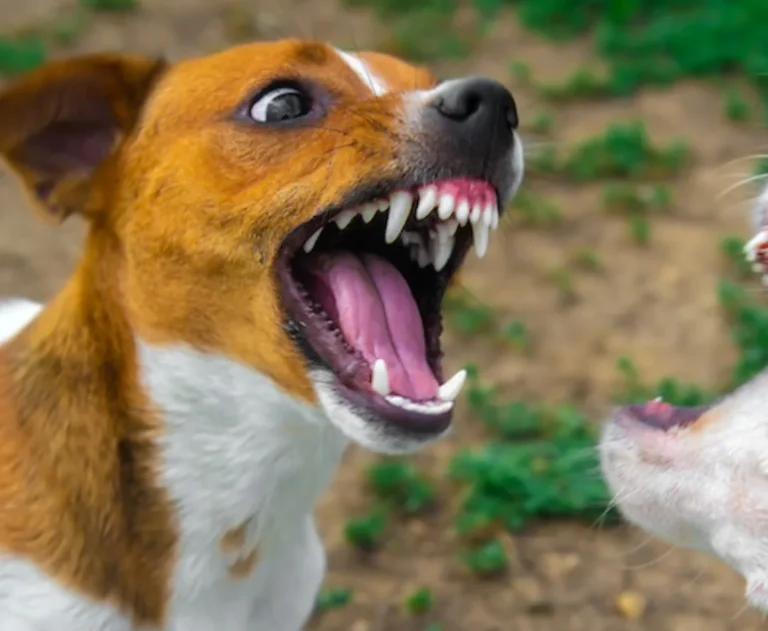 Togo: la campagne nationale de vaccination gratuite contre la rage