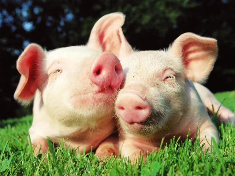 Porcine africaine : le Togo renforce sa coopération avec l’OMSA