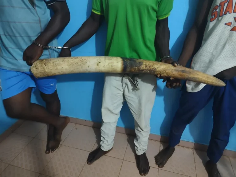 Trois trafiquants d’ivoire condamnés à Atakpamé pour atteinte à la faune protégée