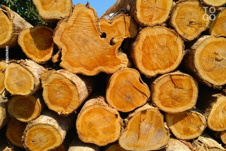 Ressources forestières saisies : ventes aux enchères annoncée à ces dates