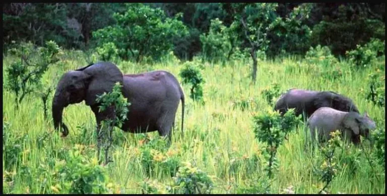 Préservation de l’environnement au Togo : les aires protégées au cœur d’une gestion durable