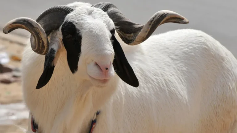 Aïd el-Adha 2026 : connaître la date de la fête du sacrifice