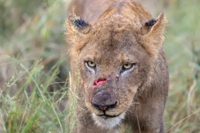 Lion à Klobatème : le gouvernement situe l&rsquo;opinion