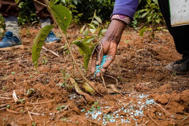 Togo : une distribution stratégique de 85 000 tonnes d’engrais